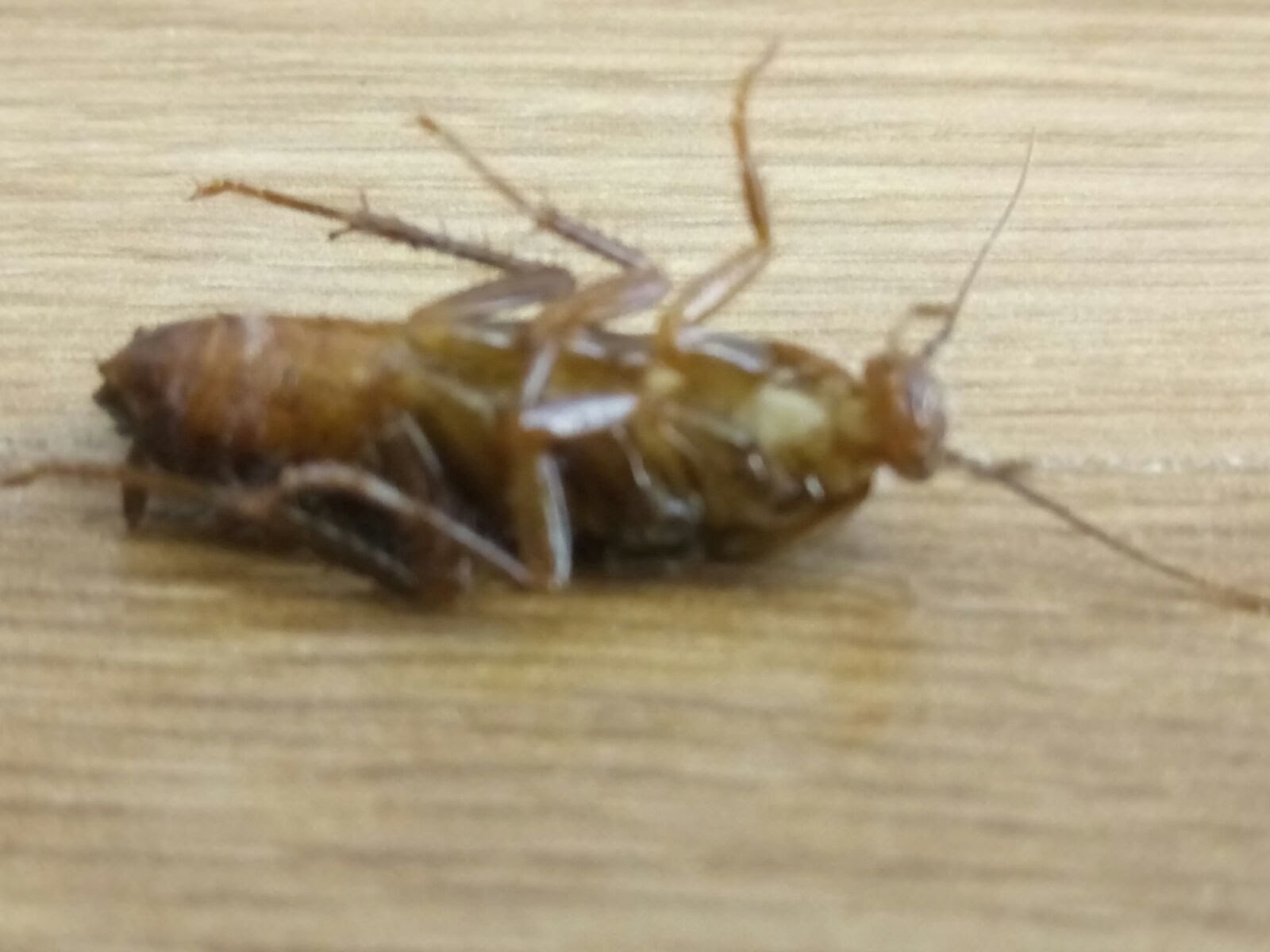 La cucaracha ya no puede caminar...