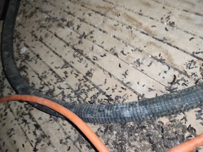 Roedores en la llegada del invierno